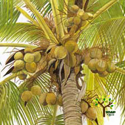 코코넛오일(비누용)-500ml/1L
