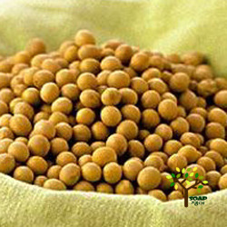콩(대두유:Soybean)오일-500ml/1L/5L