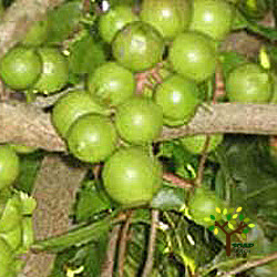 마카다미아넛 오일(Macadamia nut Oil)-100ml/500ml/1L