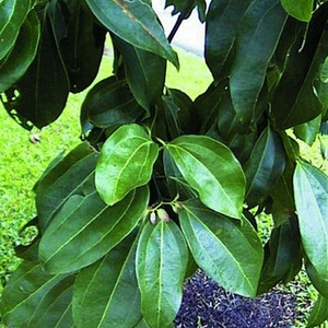시나몬 리프(Cinnamon Leaf)E.O-10ml/30ml/100ml